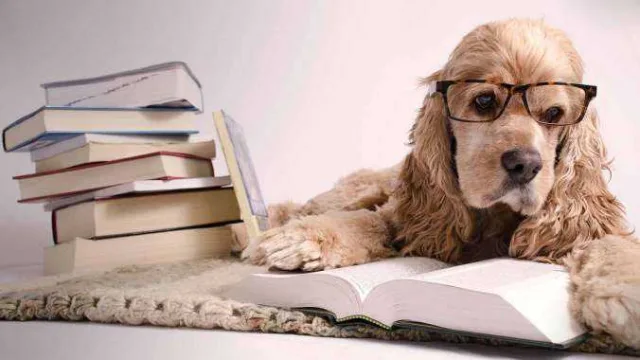 Dog reading
